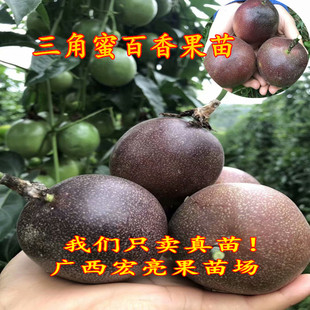 三角蜜香百香果苗 新品种百香果 皮薄果肉多 带土带叶盆栽发货