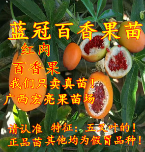 新品种百香果苗 蓝冠百香果苗 正品百香果 红肉百香果苗 包邮盆栽