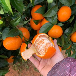 江西赣南寻乌沃柑江西特产孕妇水果赣南沃柑蜜橘好吃不上火包邮