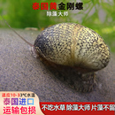 泰国黄金刚螺除藻淡水鱼缸壁吃绿褐藻黑金刚螺观赏鲍鱼工具斑马螺