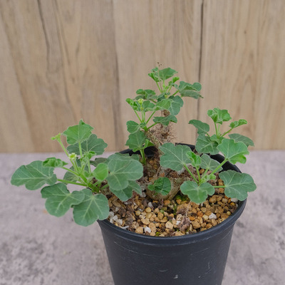 索马里白皮麻风树母本开花株