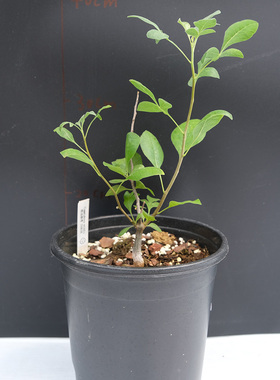 威迪橄榄 Commiphora wildii  纳米比亚没药 块根植物 一物一拍