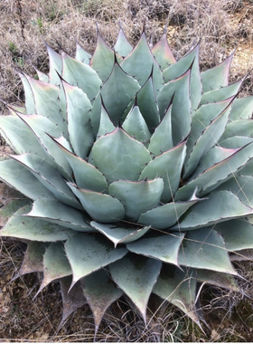 蓝色蒙特雷Agave sp. 'Azul Monterrey'  龙舌兰 曲奇的花园