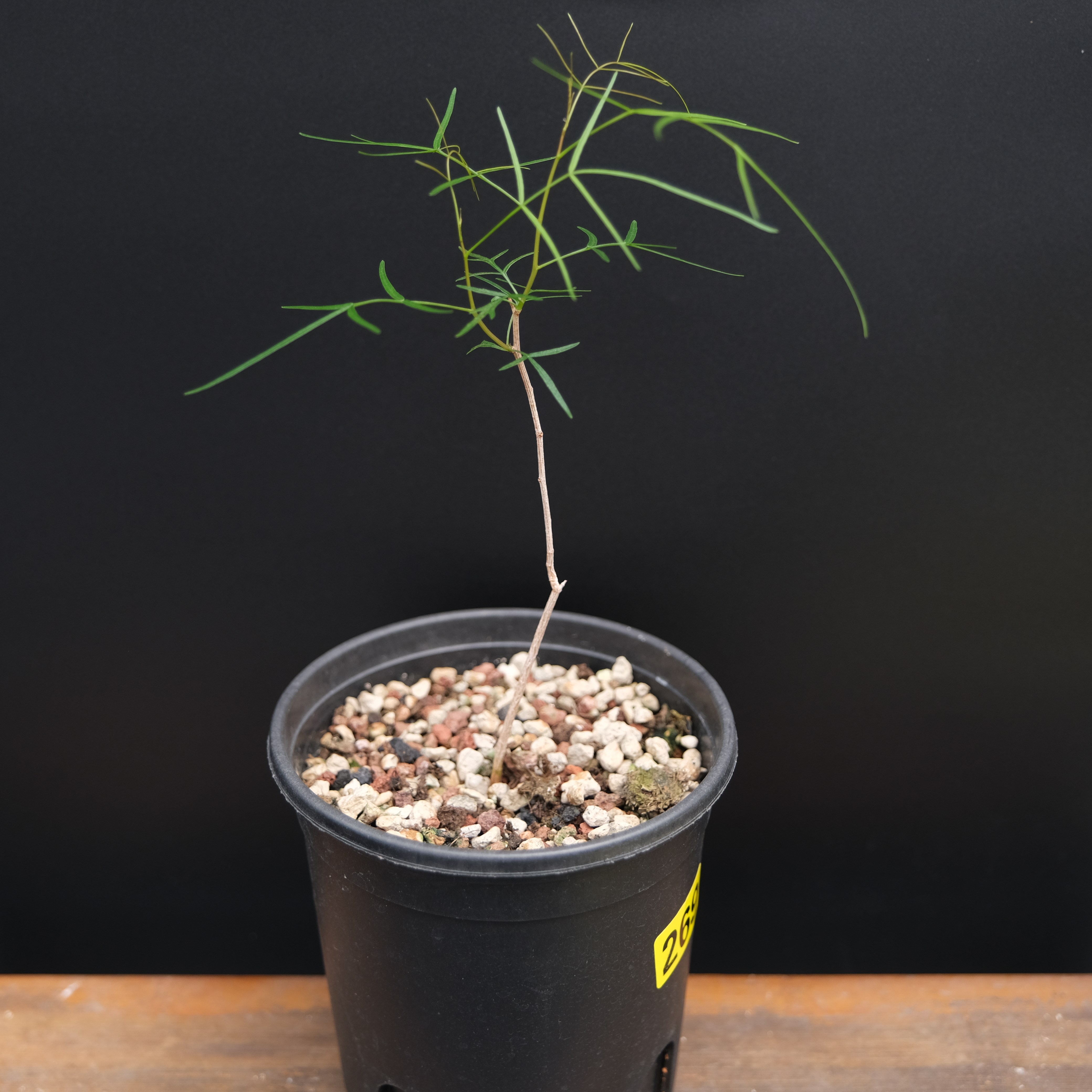 帕卡裂榄绿植籽播实生一物一拍