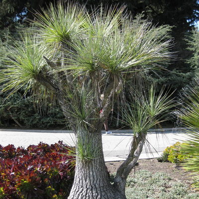 超级酒瓶兰酒瓶丝兰实生好养