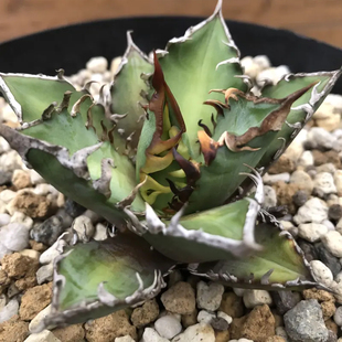 绿肌仁王冠 龙舌兰Agave titanota 'Green'籽播实生 一物一拍