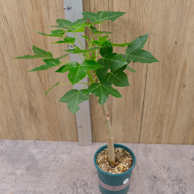 马哈法斯麻风树 Jatropha mahafalensis马岛 块根植物 曲奇的花园