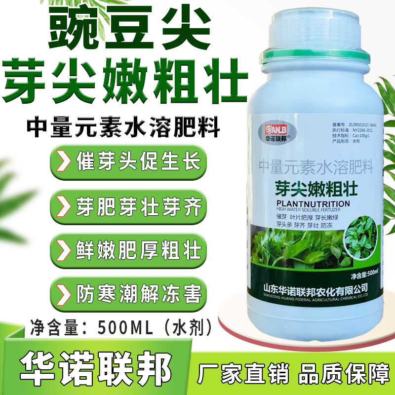 豌豆头嫩粗壮豌豆尖粗嫩壮豌豆芽尖嫩粗壮催芽头促生长芽长芽嫩粗