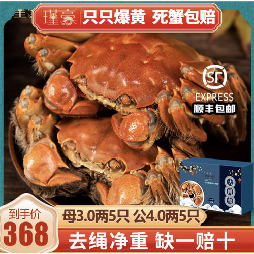 现货大闸蟹鲜活只只爆黄10只礼盒