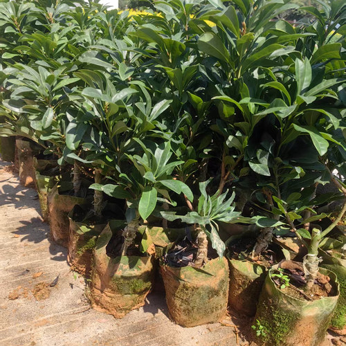 仙居东魁杨梅树苗嫁接苗带杯带土