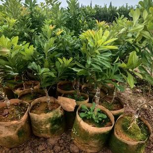 正宗浙江东魁杨梅苗嫁接苗带土好种庭院带泥土杯绿植常绿盆栽南方