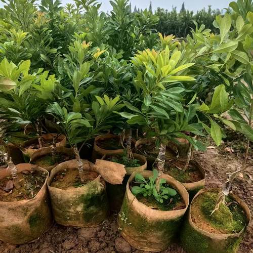 东魁杨梅苗带杯带土整棵好种