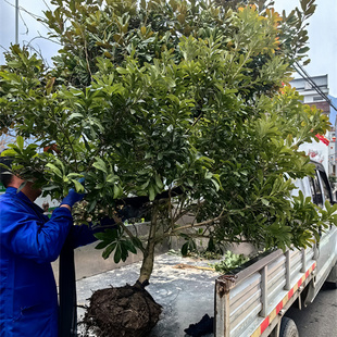 浙江仙居东魁杨梅大树苗5年南方可种嫁接苗带土整棵地径3.5公分