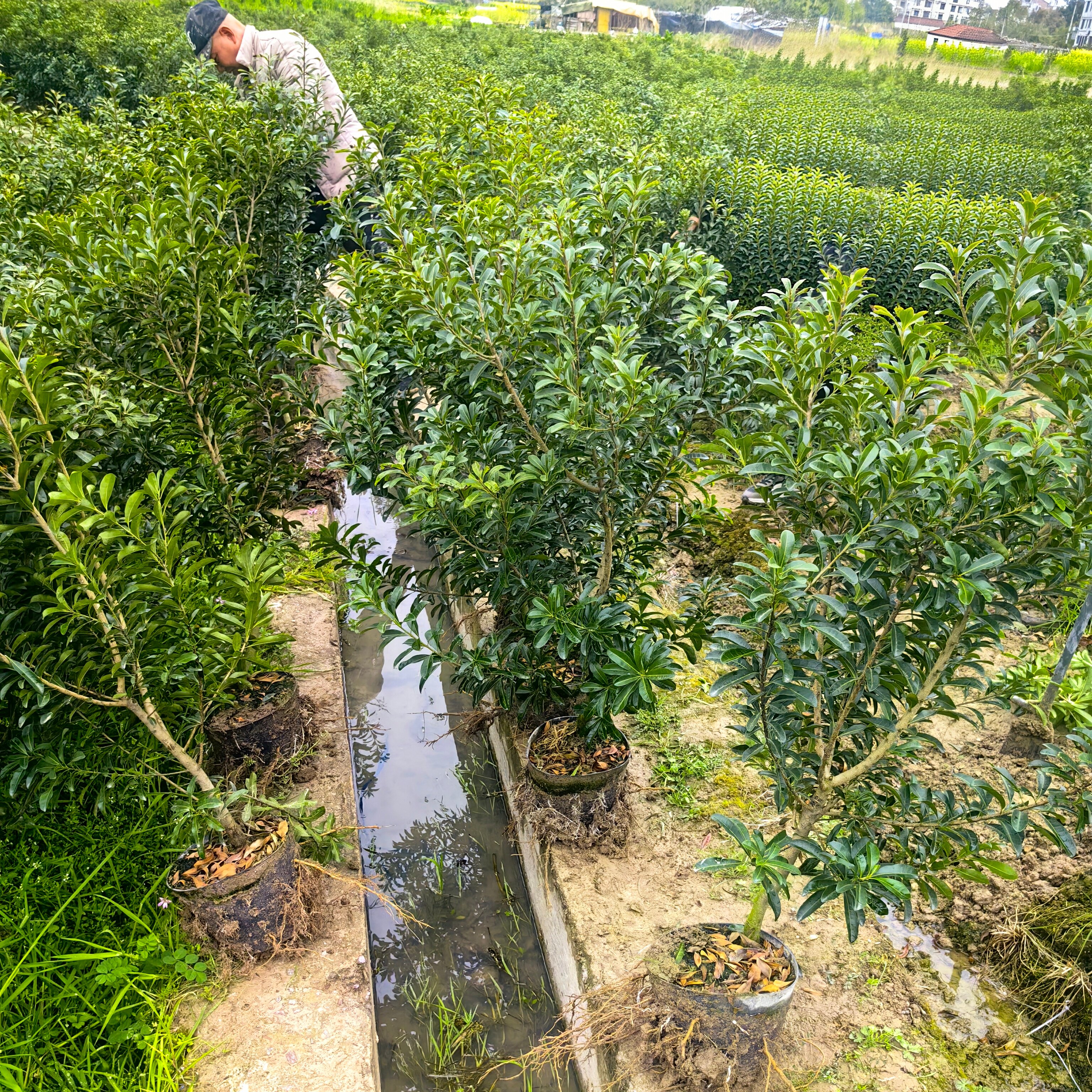 仙居黑炭荸荠杨梅嫁接苗3年