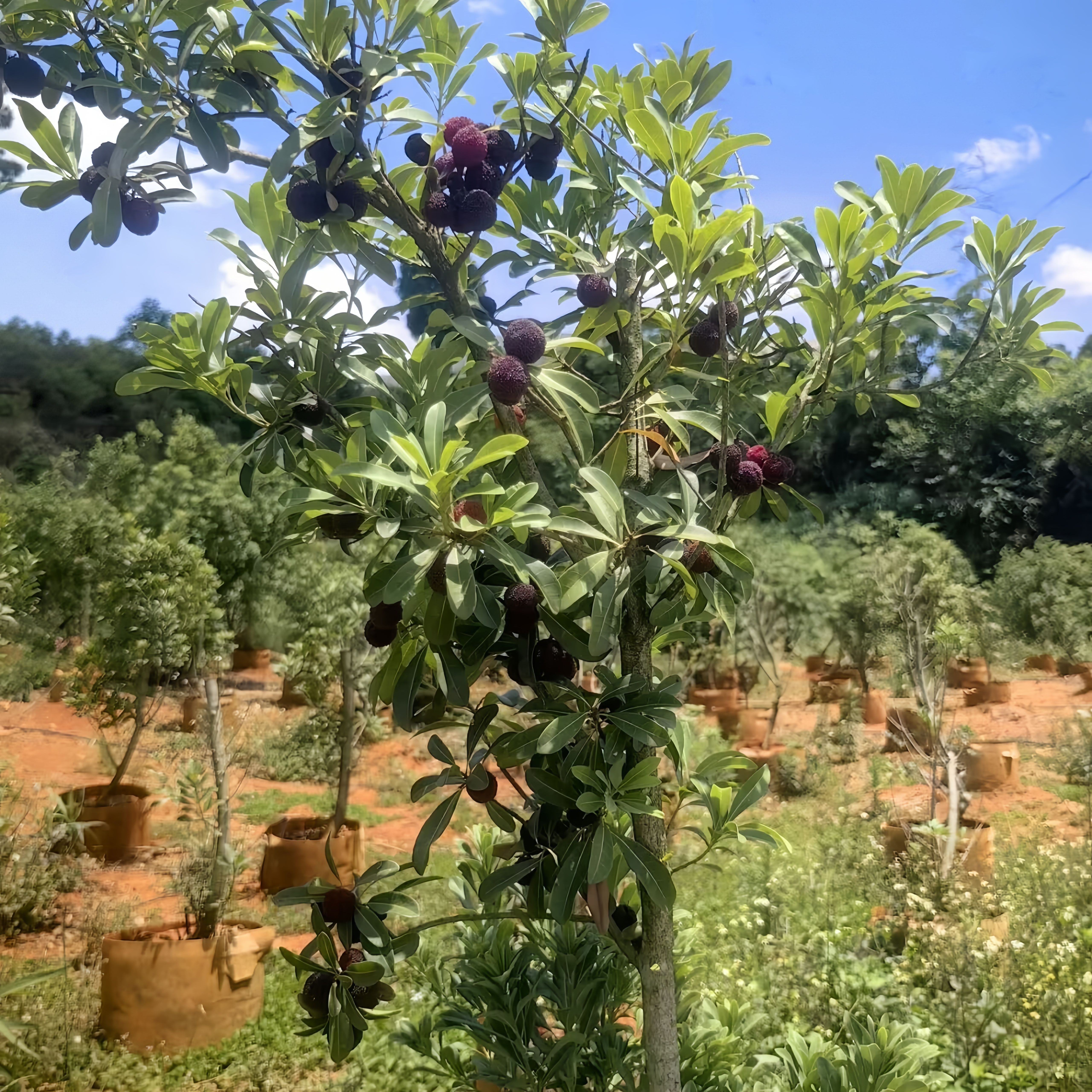 黑炭荸荠杨梅树苗嫁接苗4年原杯