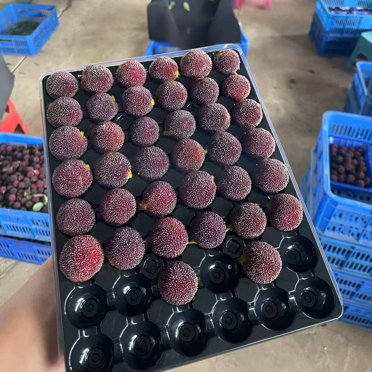 云南杨梅荸荠黑炭新鲜现摘时令应季孕妇水果超甜整箱礼盒颗粒装