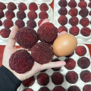 包邮 顺丰 产地浙江台州市仙居杨梅树苗 直播间一物一拍链接