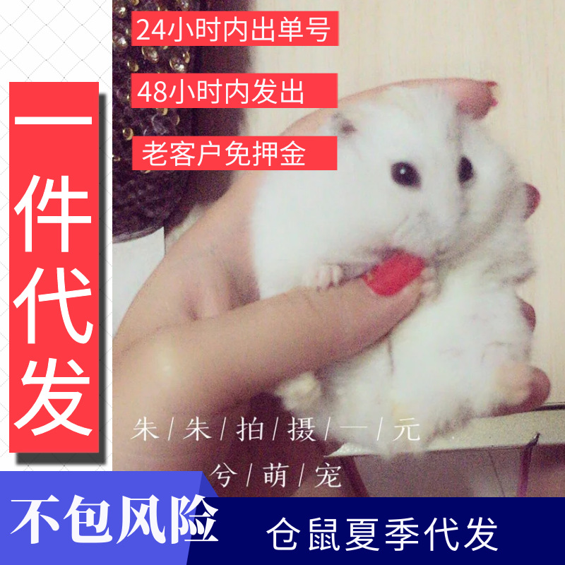 不包活宠物仓鼠活物紫仓三线布丁奶茶公婆活体金丝熊养殖