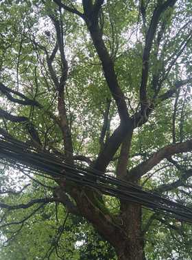 纯天然植物提取，广西树龄百年树桩树干树头树根树根油树根油