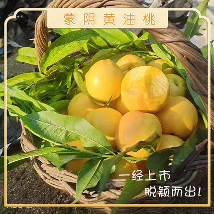 山东蒙阴黄油桃沂蒙山黄油桃套袋黄油桃无毛油桃4.8斤
