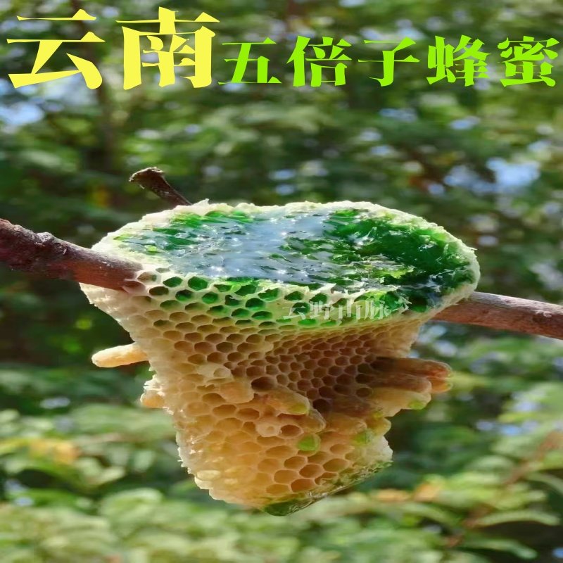 云南野生蜂蜜五倍子蜜云南翡翠蜜药蜜助眠天然五倍子花蜜深山老林