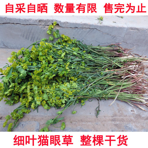 猫眼草 细叶猫眼草小叶干货新鲜晒干 乳浆大戟非泽漆五朵云500克