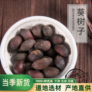 葵扇子 葵树子中药材新会 葵扇籽 葵树籽葵树果子 蒲葵子