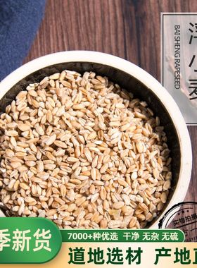 浮小麦中药材500克止汗茶浮水小麦茶新货干瘪小麦 可搭甘草红枣