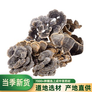 云芝500g干品长白山山脉黄云芝手选野云芝灵芝林芝龙芝
