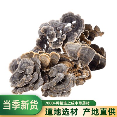 云芝500g干品长白山山脉黄云芝手选野云芝灵芝林芝龙芝