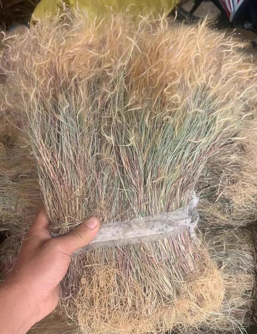 广西野生 金丝草 笔仔草 竹篙草 猫毛草 中药材 500g包邮