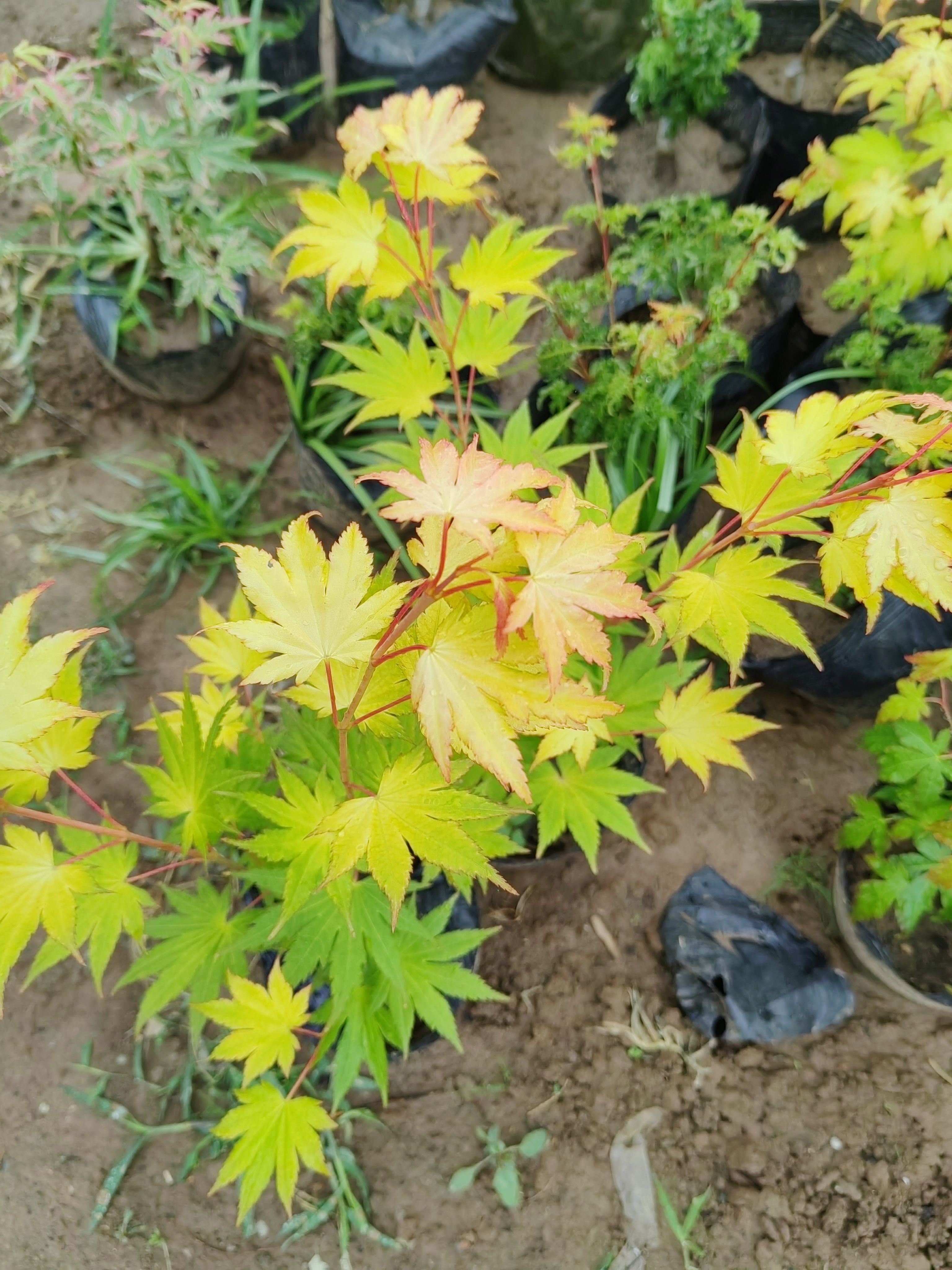 约旦  白泽槭 日本枫树 黄金枫 金黄叶色 庭院阳台室内盆栽红枫