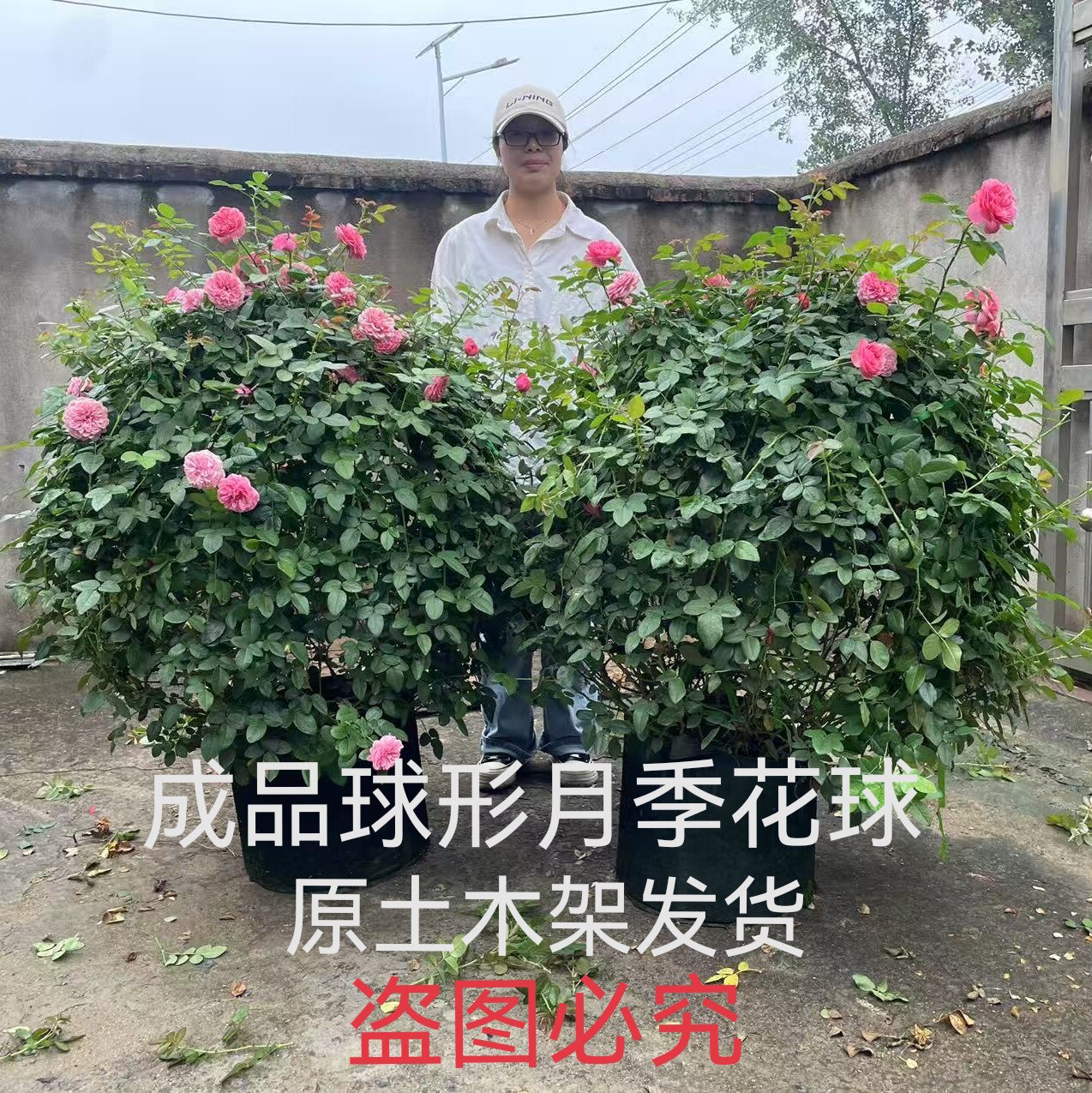 球状成品月季花球造型欧月爬藤蔷薇花成品立体景观花卉球形藤彩虹