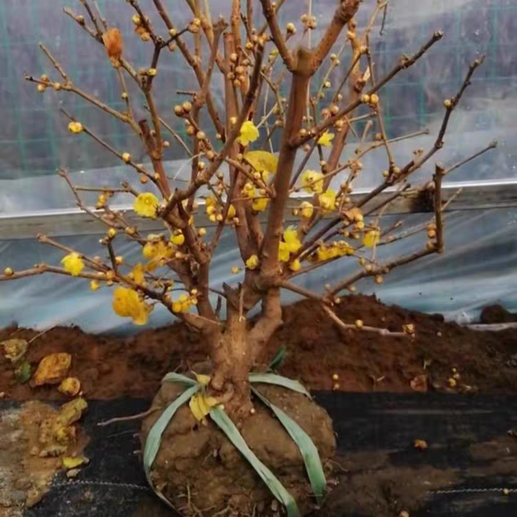 素心腊梅老桩盆栽树苗庭院阳台室内外耐寒浓香型盆景花卉木本植物