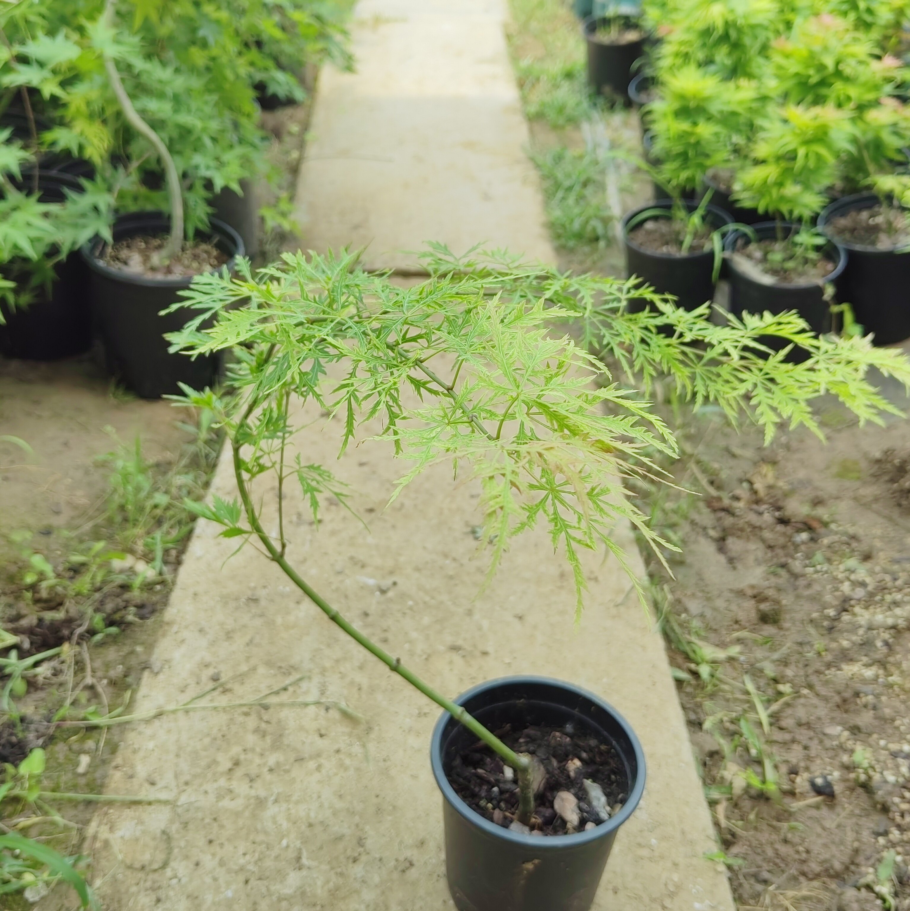 金丝黄羽毛枫树 品种枫树苗 观叶植物 庭院阳台别墅高端景观枫树