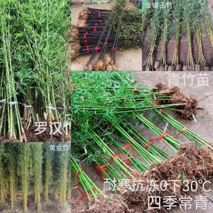 耐寒竹子苗青竹紫竹金镶玉竹黄金竹罗汉竹苗庭院观赏地栽四季竹苗