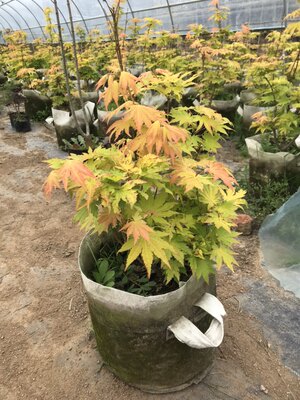 约旦 枫树盆栽红枫树苗庭院树彩叶日式花园阳台植物日本枫美景