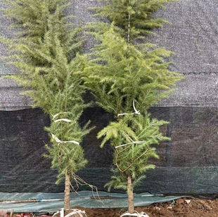 雪松树苗圣诞树苗四季常青宝塔松耐寒绿化松树苗雪松苗迎客松小苗