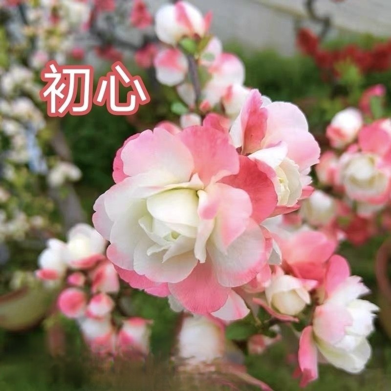 初心海棠稀有变色牡丹海棠花老桩南北方阳台庭院种植耐寒好养活