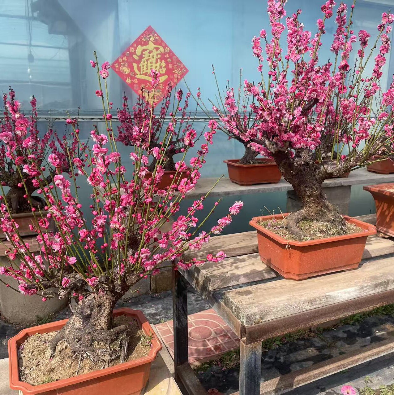 原生红梅老桩骨里红梅花浓香型腊梅乌梅朱砂盆景造型庭院阳台花卉