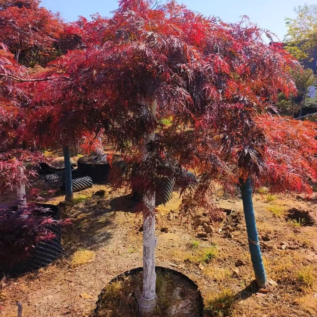 稻叶枝垂羽毛枫树苗庭院别墅观赏枫树地栽盆栽独杆高接羽毛枫苗