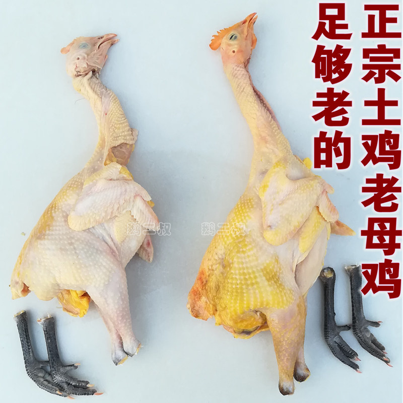 土鸡老母鸡柴鸡老母鸡纯粮散养