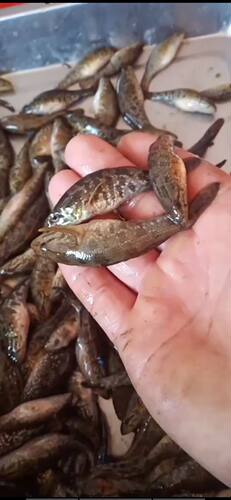 老头鱼无鳞漂浮鱼食龙虎魟鱼食大型鱼饲料散装速冻鱼粮源鑫水族 - 封面