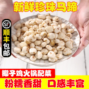 荸荠新鲜珍珠小马蹄椰子鸡火锅配菜去皮野生马蹄海南火锅配料荸荠