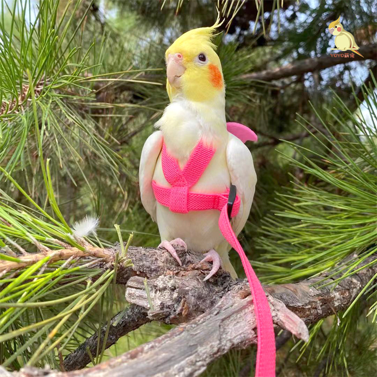 鹦鹉放飞绳超轻背带式玄凤虎皮鸟外出遛鸟牵引飞行溜鸟神器不伤脚