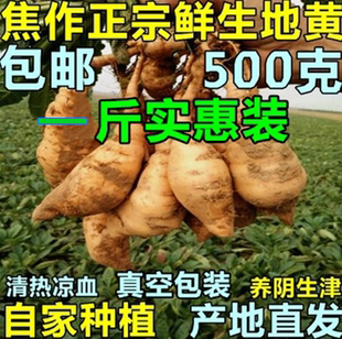 焦作怀鲜地黄500克正宗新鲜生地中药材生地地黄种子特产干生地片