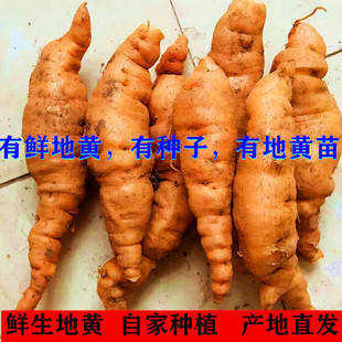 焦作怀鲜地生地黄正宗中药材500克地黄正品鲜怀生地新生地黄种子