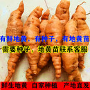 焦作怀鲜地生地黄500克正宗中药材地黄种子鲜怀生地新生地黄地黄