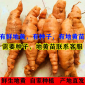 焦作怀鲜地生地黄500克正宗中药材地黄种子鲜怀生地新生地黄地黄