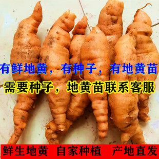 焦作怀鲜地生地黄500克正宗中药材地黄种子鲜怀生地新生地黄地黄